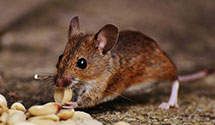 24 Hour & Emergency Exterminators in Oakdale, SC